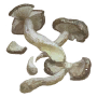 Item Mushroom 001 Sprite.png