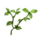 Herb leaf.png